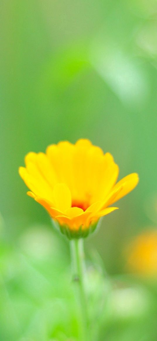 macro, flowers, grass, yellow, meadow