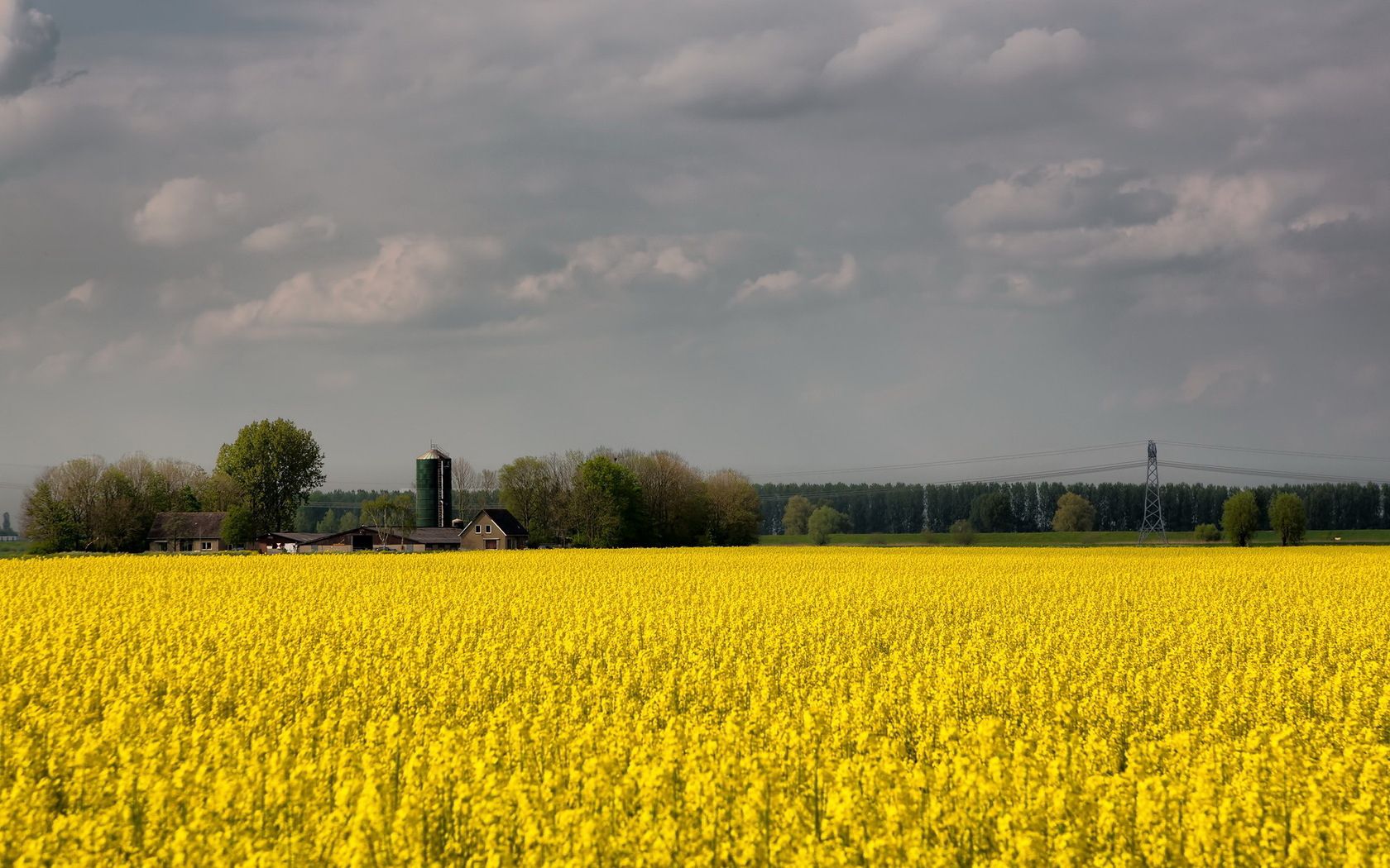 field, flowers, yellow, farm, agriculture, cloudy