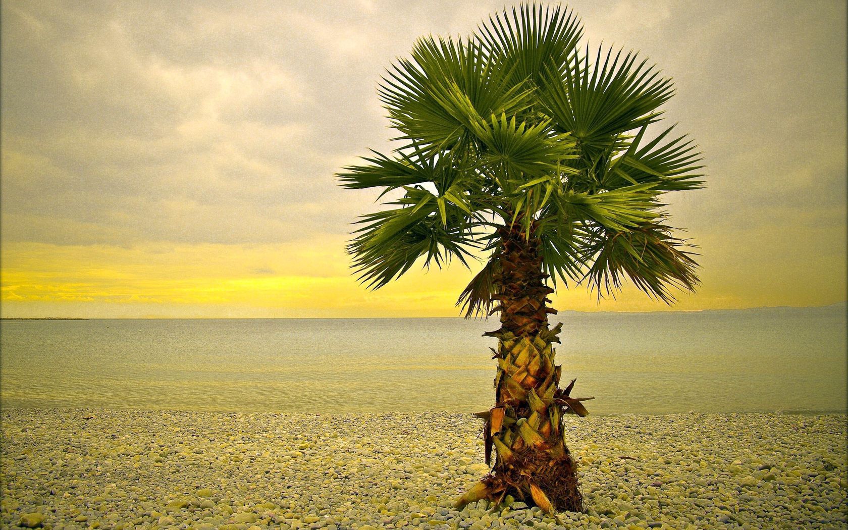 palm tree, lonely, coast, beach, pebble