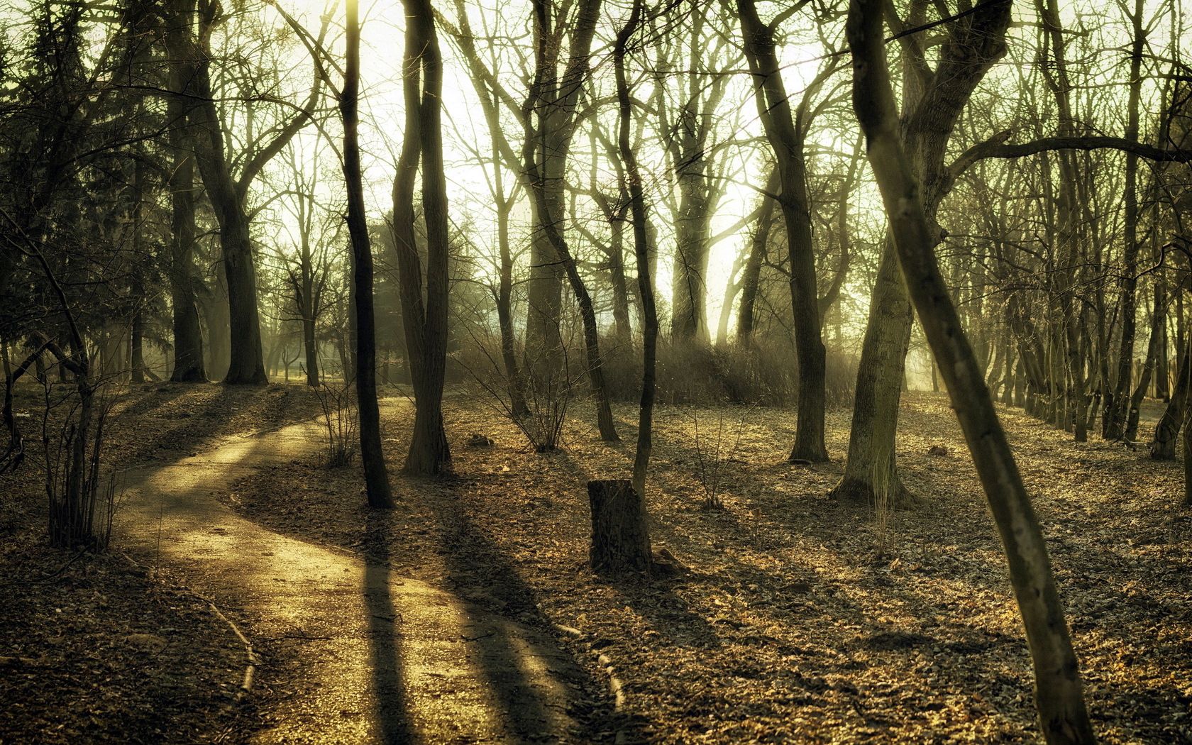 trees, wood, trunks, autumn, track, paints, colors, secret