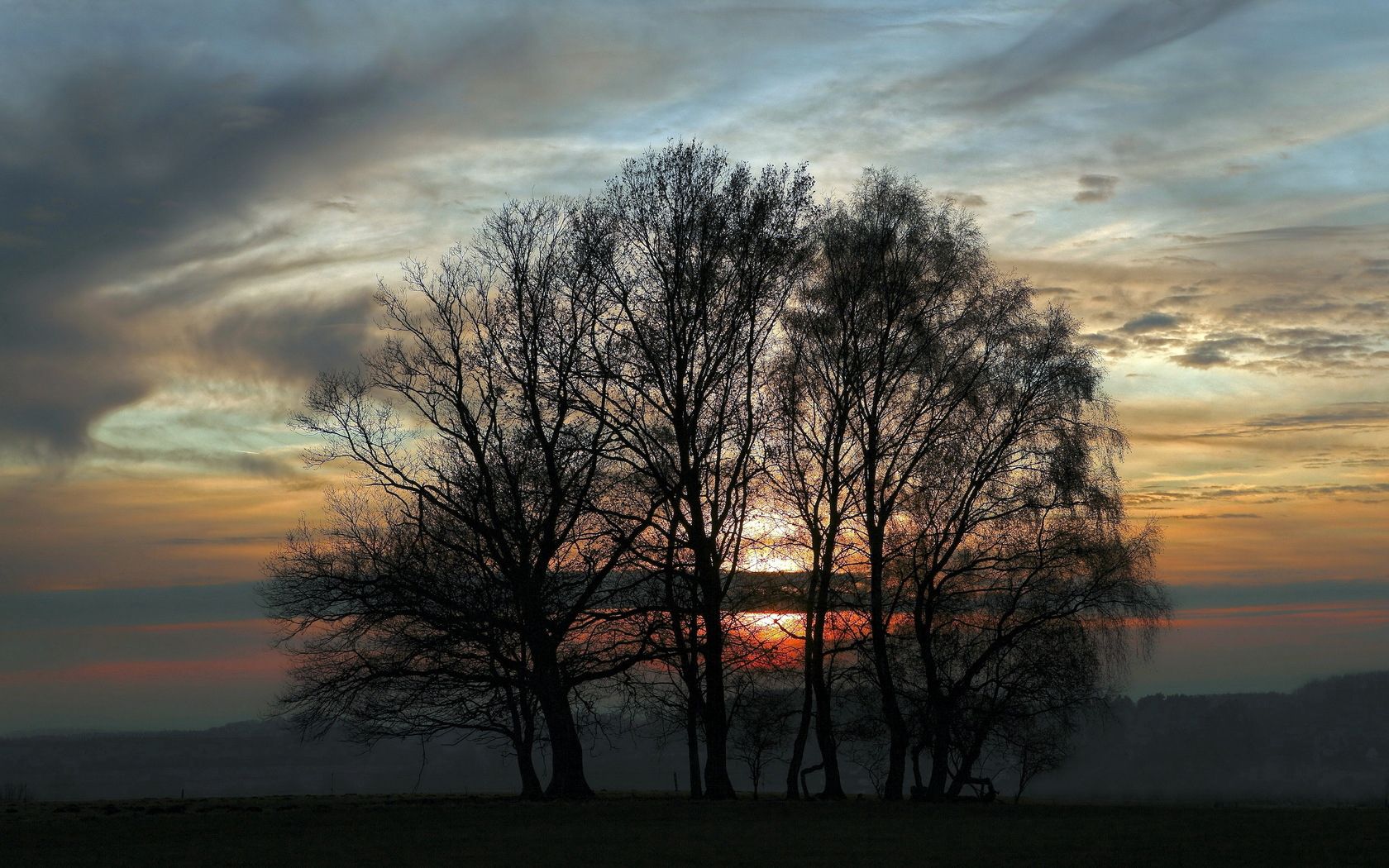 trees, evening, decline, sky, twilight