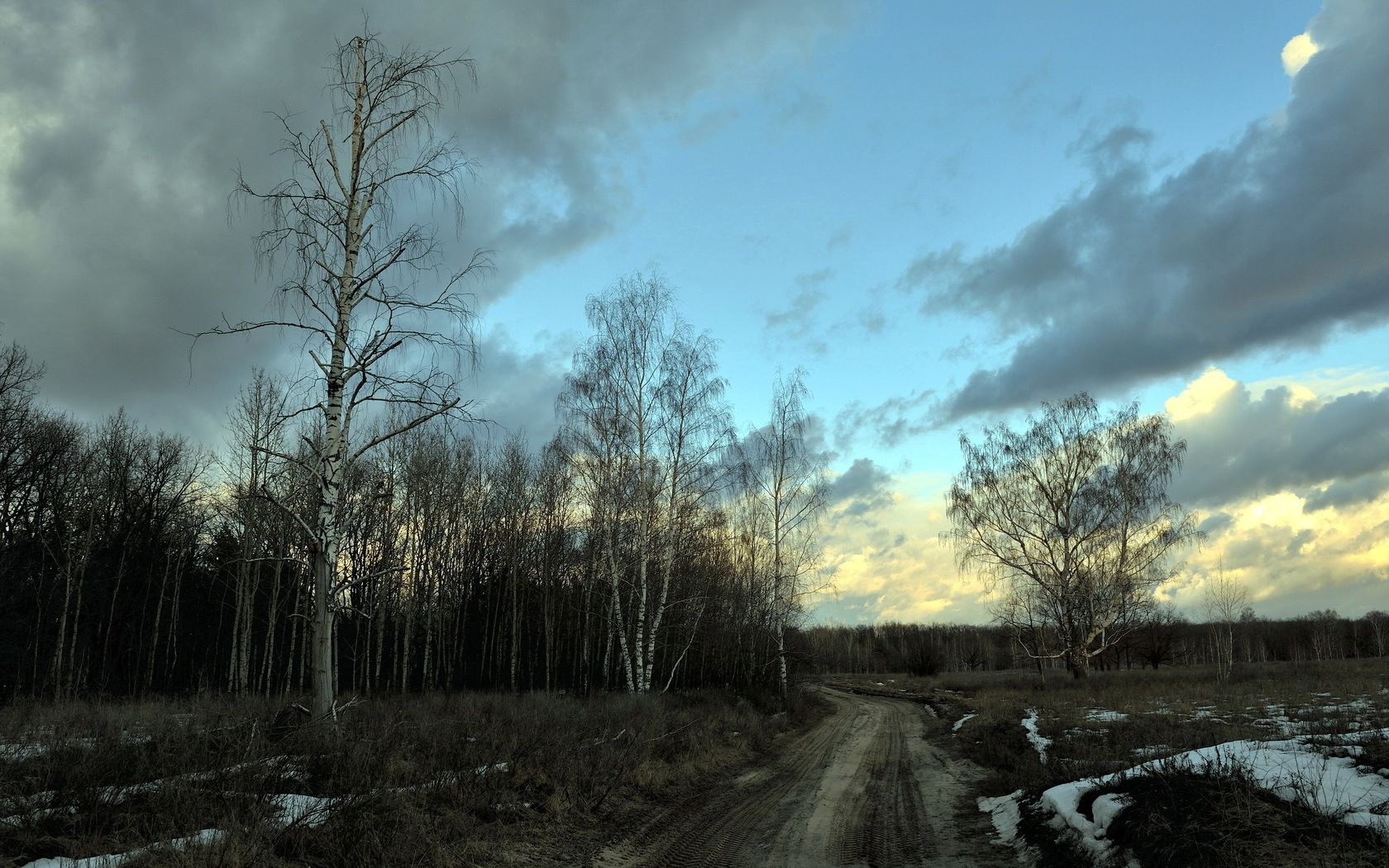 birches, spring, road, snow, gray, evening