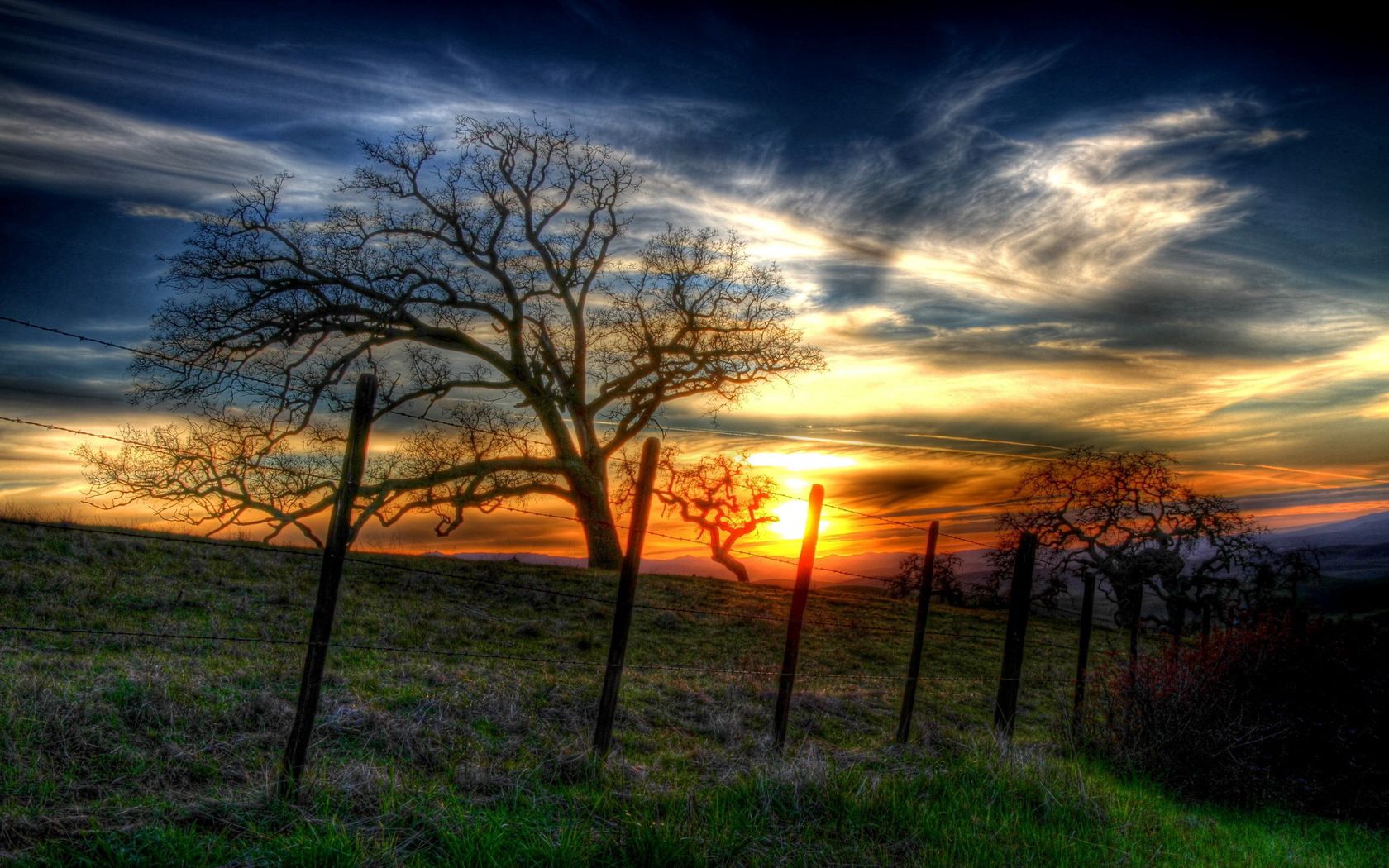 fence, trees, branches, wire, decline, sun