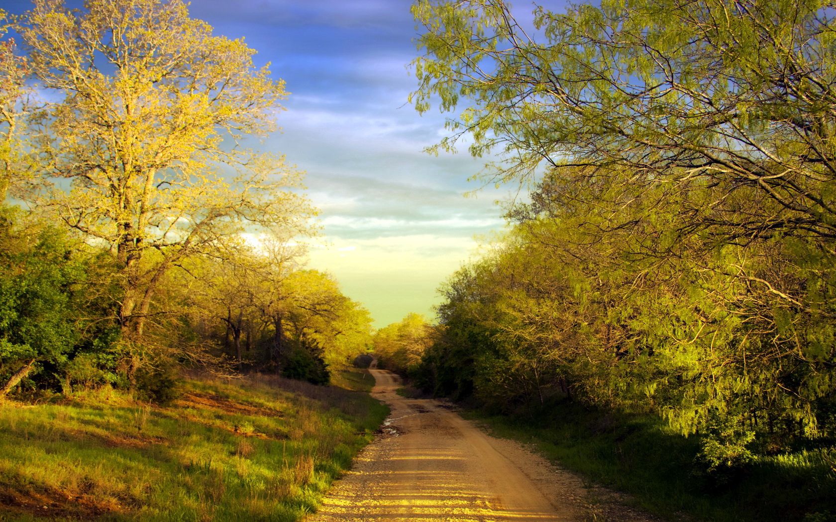 road, country, trees, summer