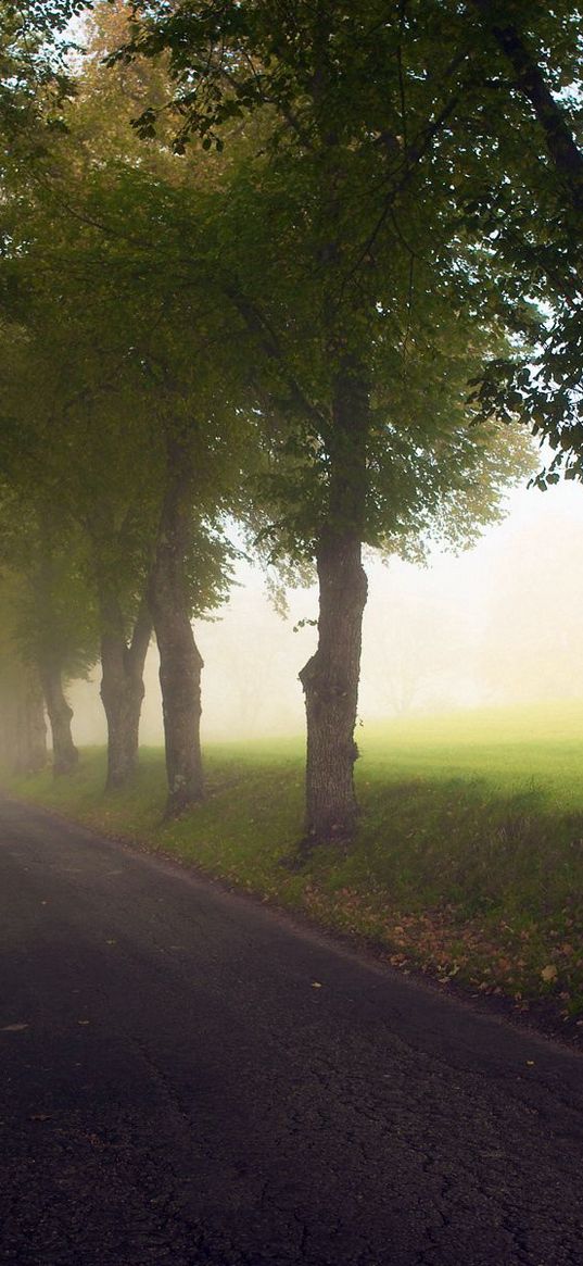 avenue, trees, fog, meadow, road, haze