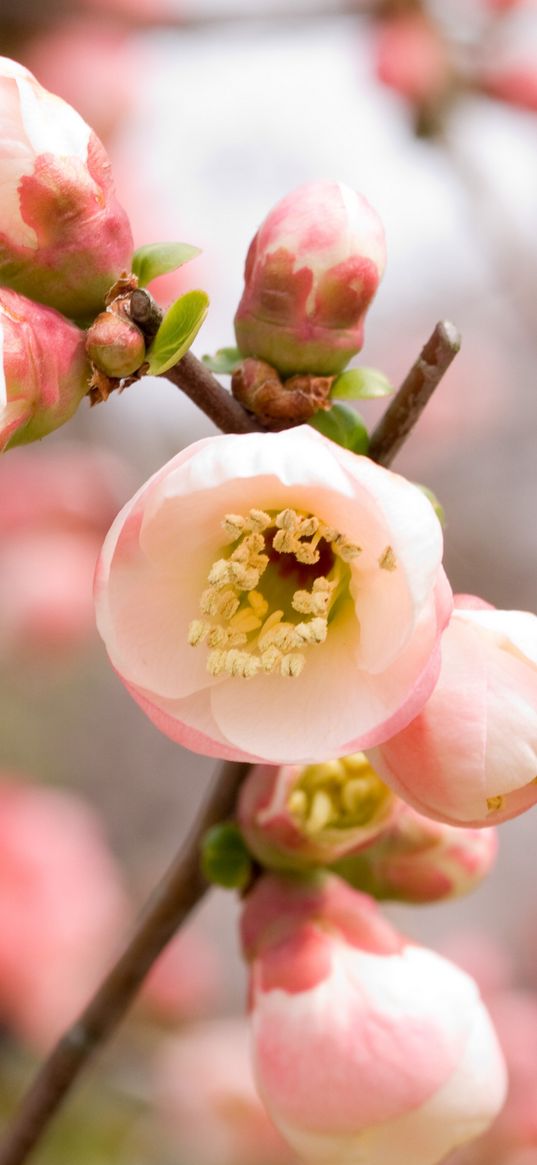 macro, apple, flowers, flowering, pink