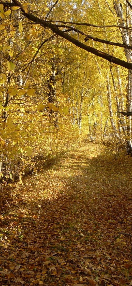 wood, trees, leaf fall, autumn, birches