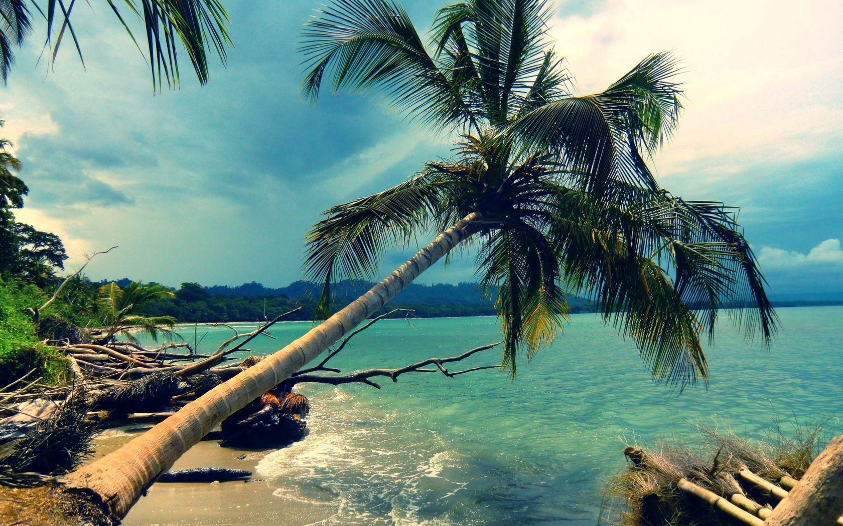 palm tree, inclination, coast, tropics, landscape, day