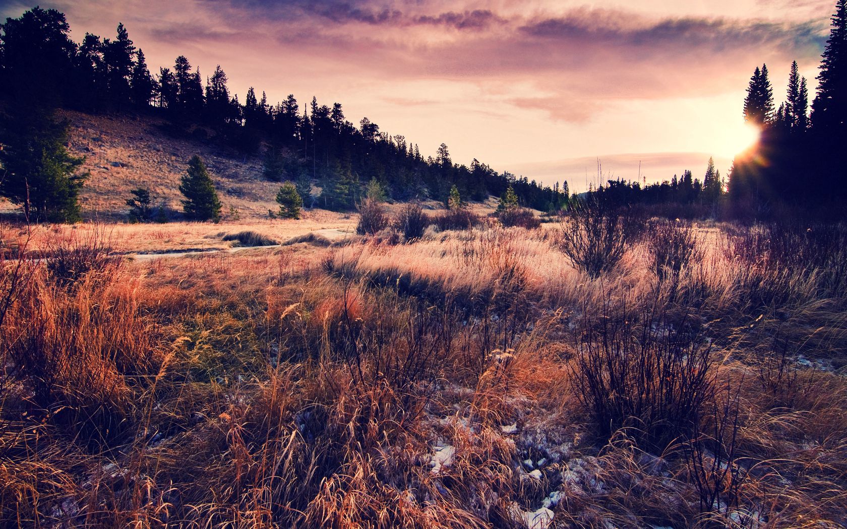 grass, field, autumn, coniferous forest, evening, decline, colors, withering