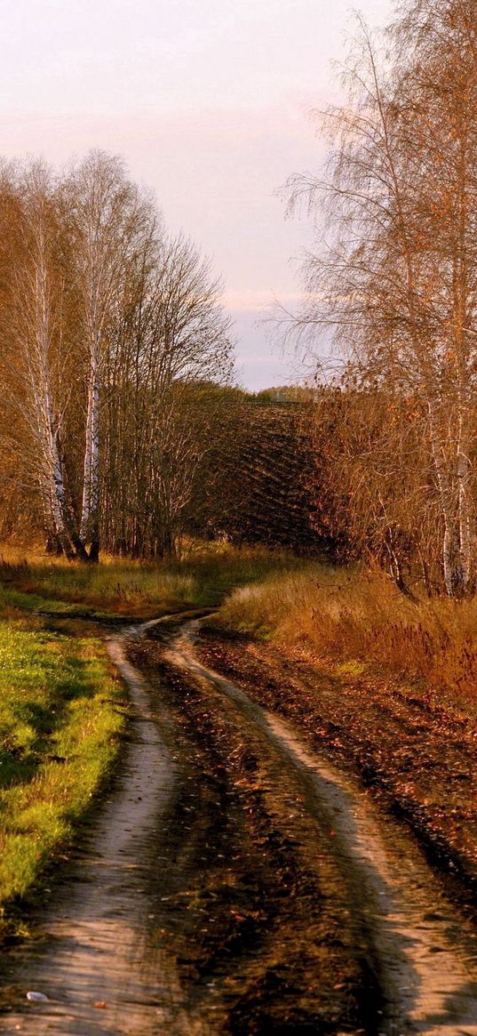 road, country, birches, autumn, russia, fields