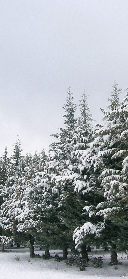 fur-trees, number, snow, winter, trees