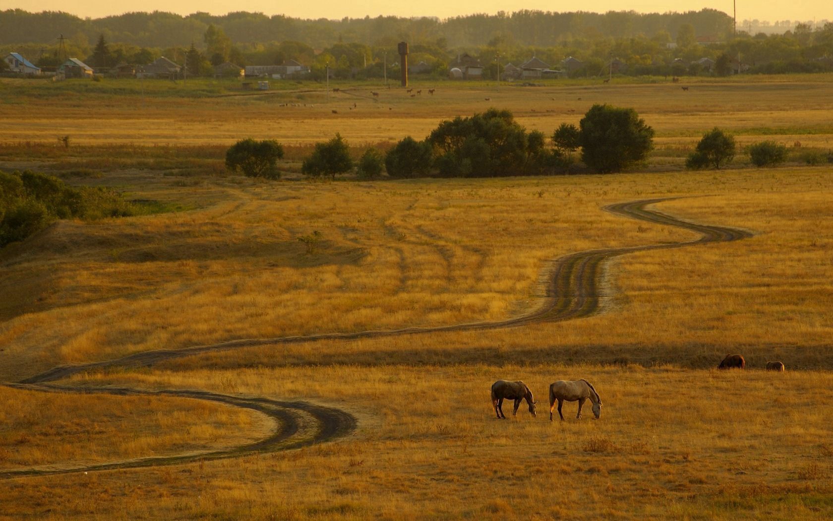 horses, evening, expensive, country, decline