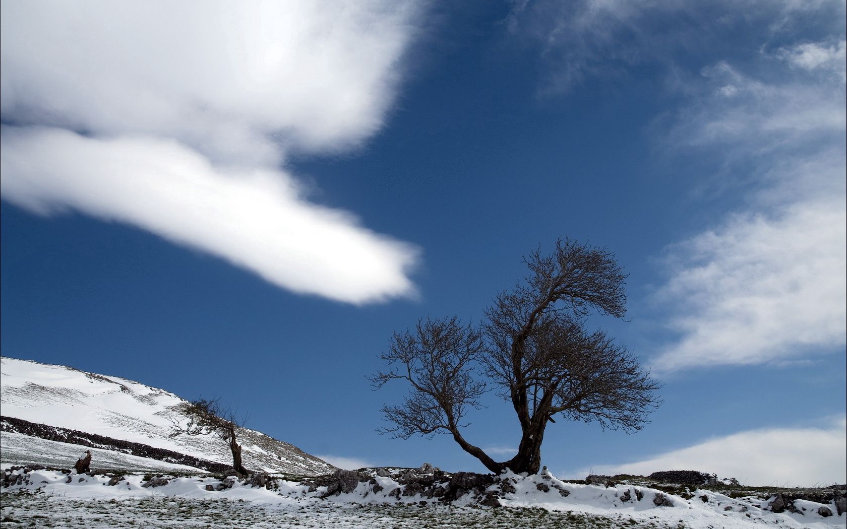 tree, cloud, snow, earth, lonely