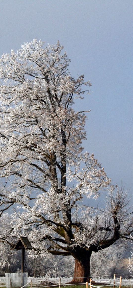 tree, half, crone, winter, branches, snow