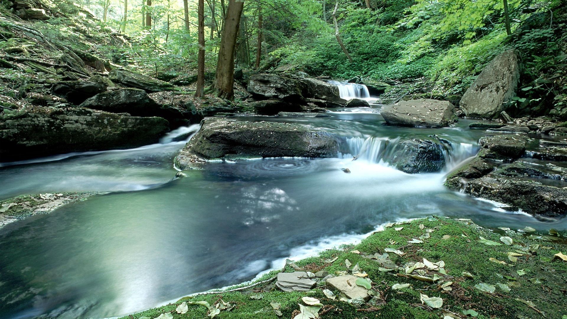 wood, stream, water, moss