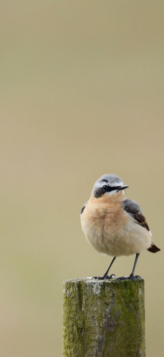 bird, olive, stump, minimalism