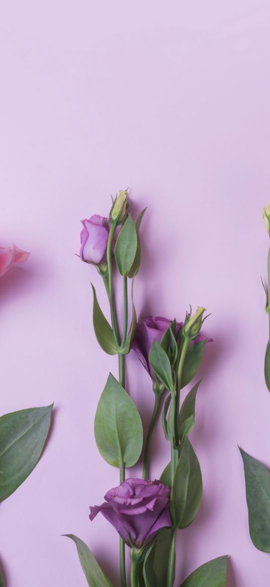 flowers, roses, bud