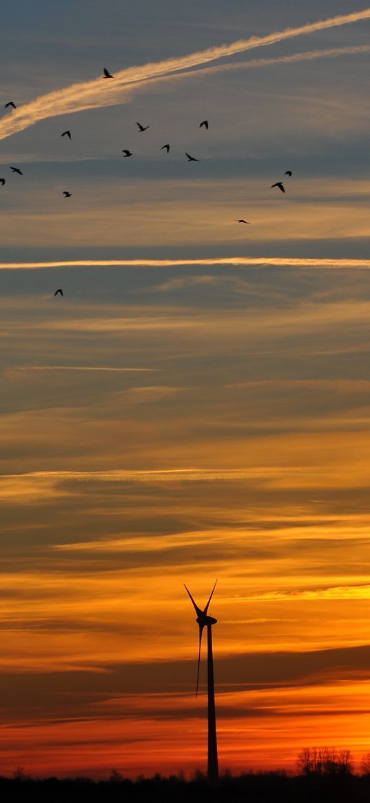 sky, birds, evening, decline, orange, twilight, landscape