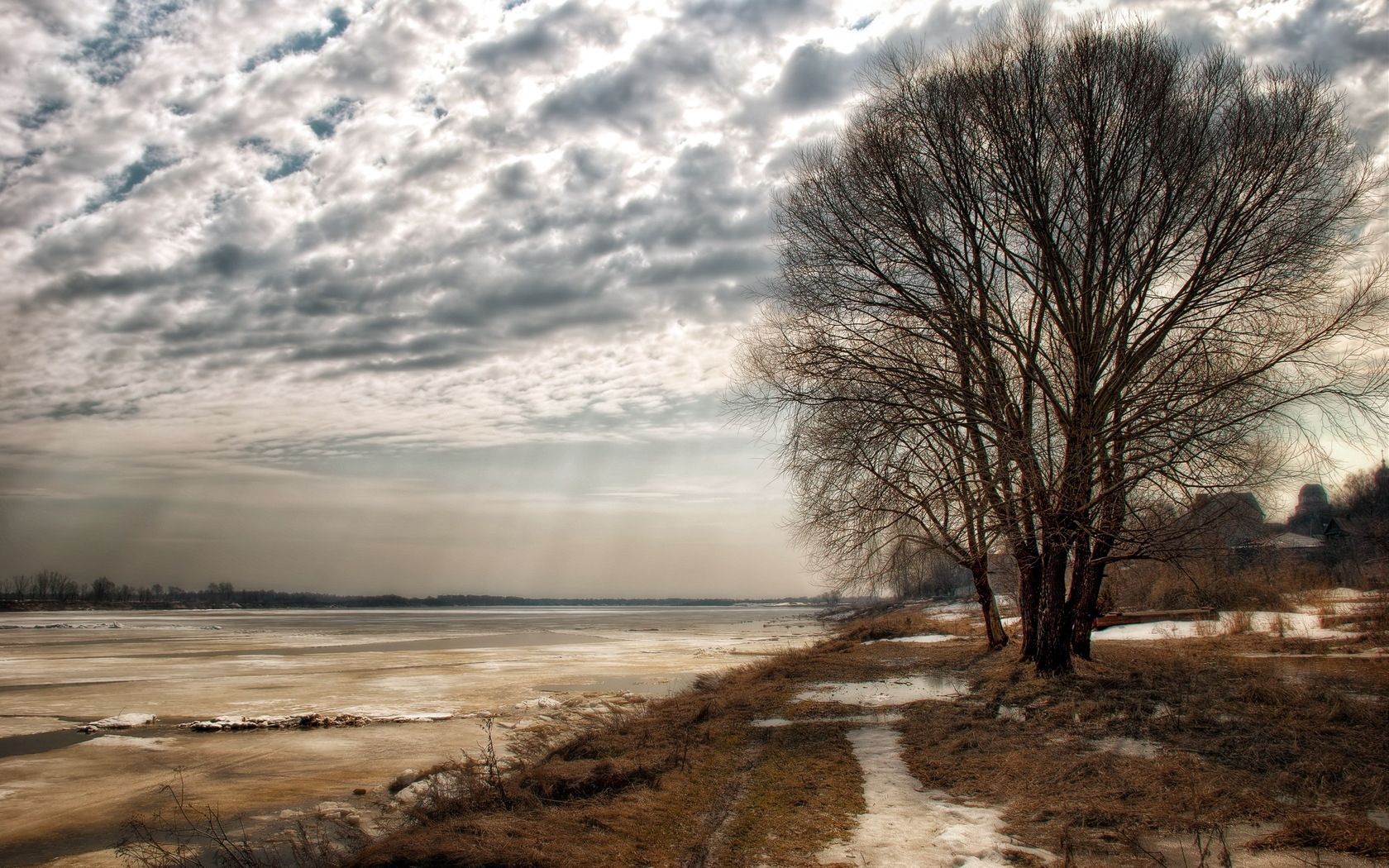 birches, sunshine, autumn, cloudy, withering