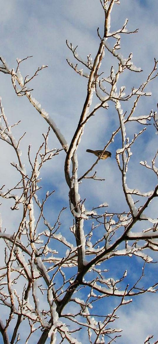 snow, winter, tree, branches, birds