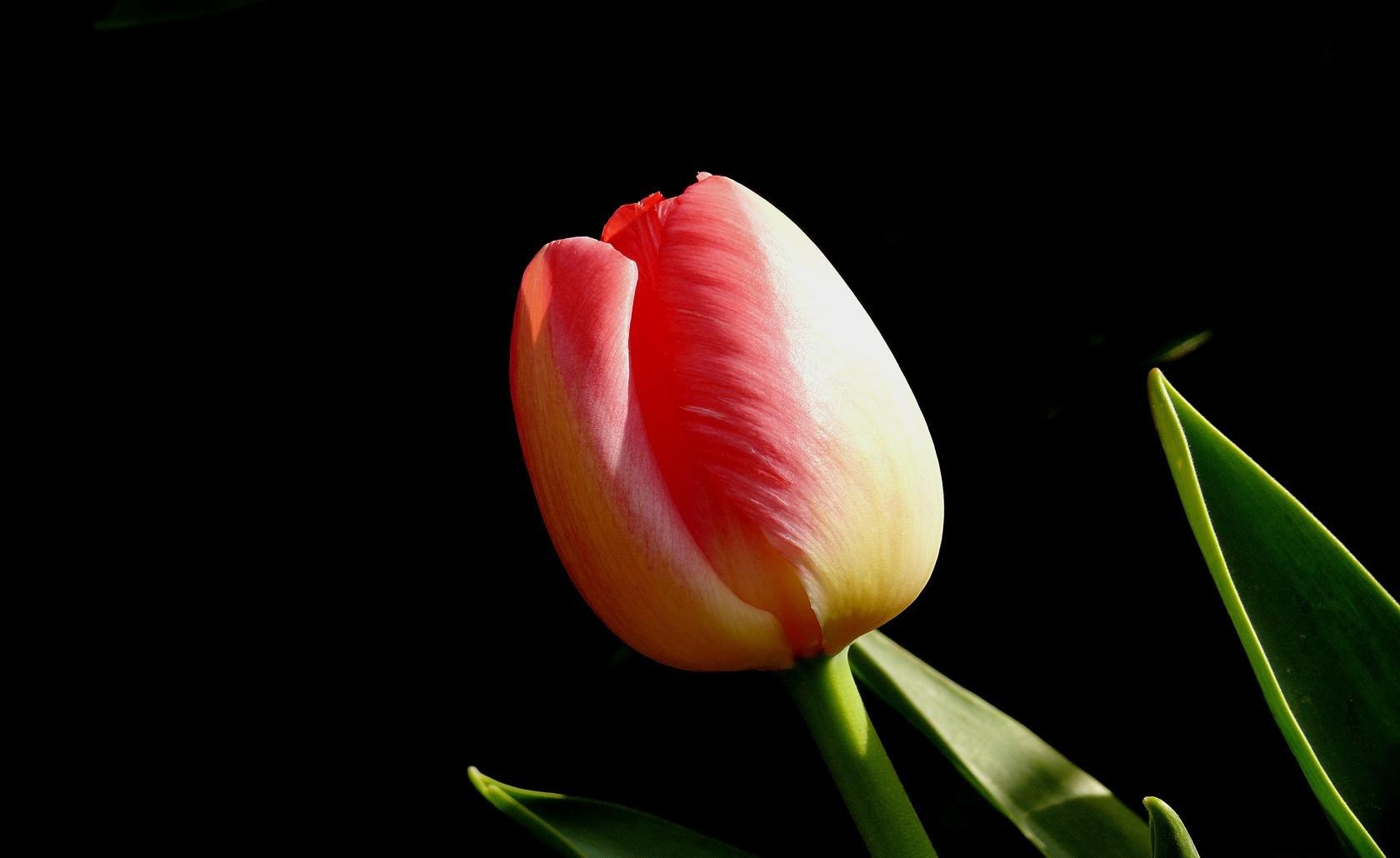 tulip, flower, bud, black background