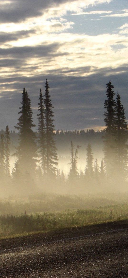 road, fog, trees, fur-trees