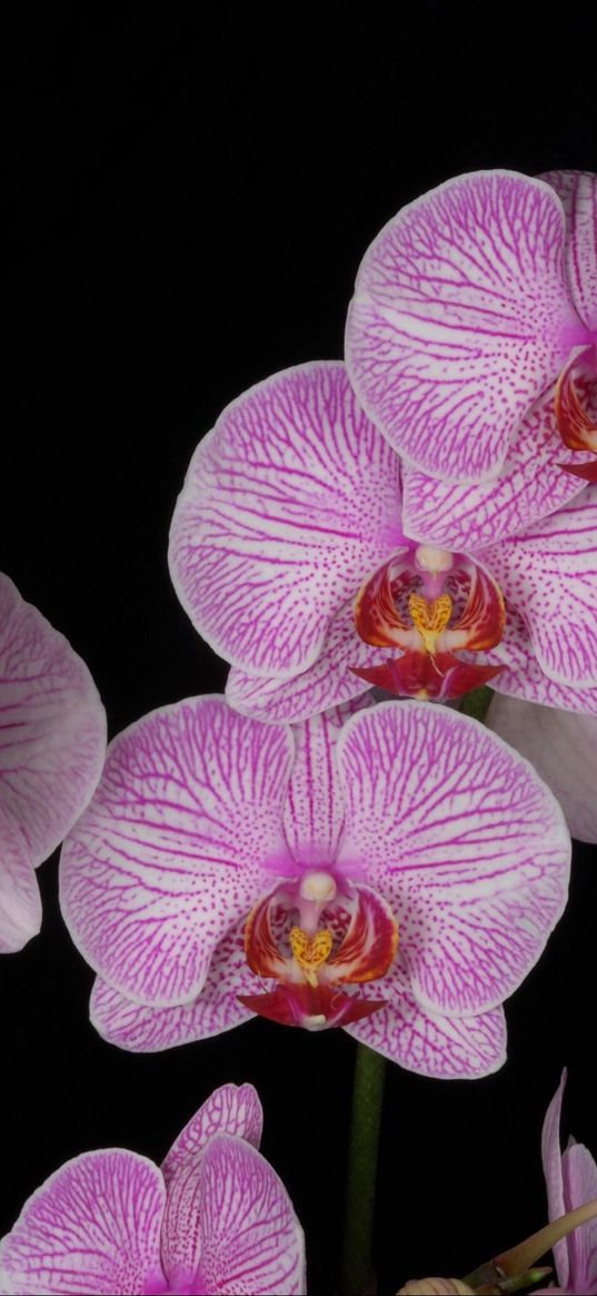 orchid, branch, pink, exotic, black background