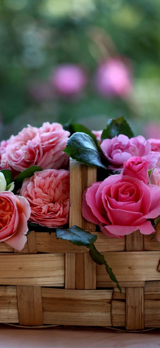 rose, flowers, buds, basket, blurring