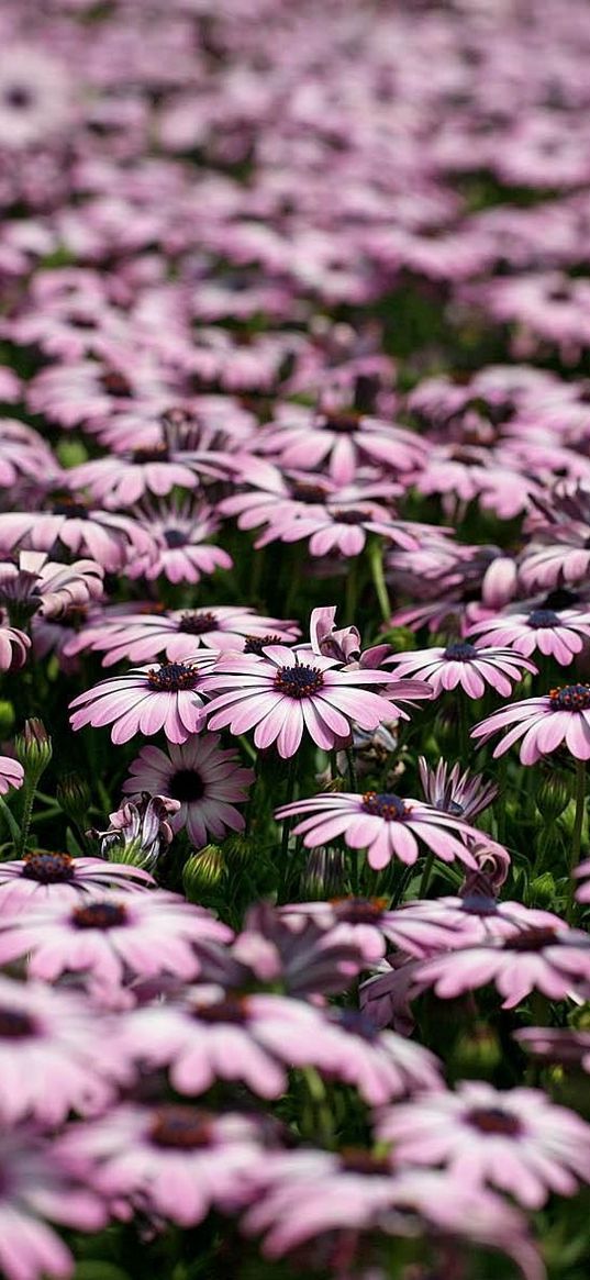 dimorfoteka, flowers, many, meadow, motion blur