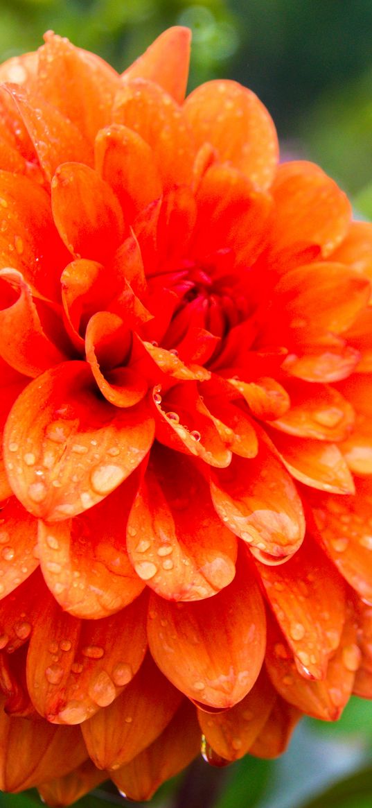 dahlia, drops, petals, orange, flower, macro