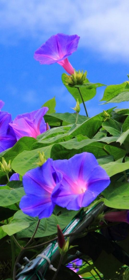 morning glory, creepers, green, sky, blue