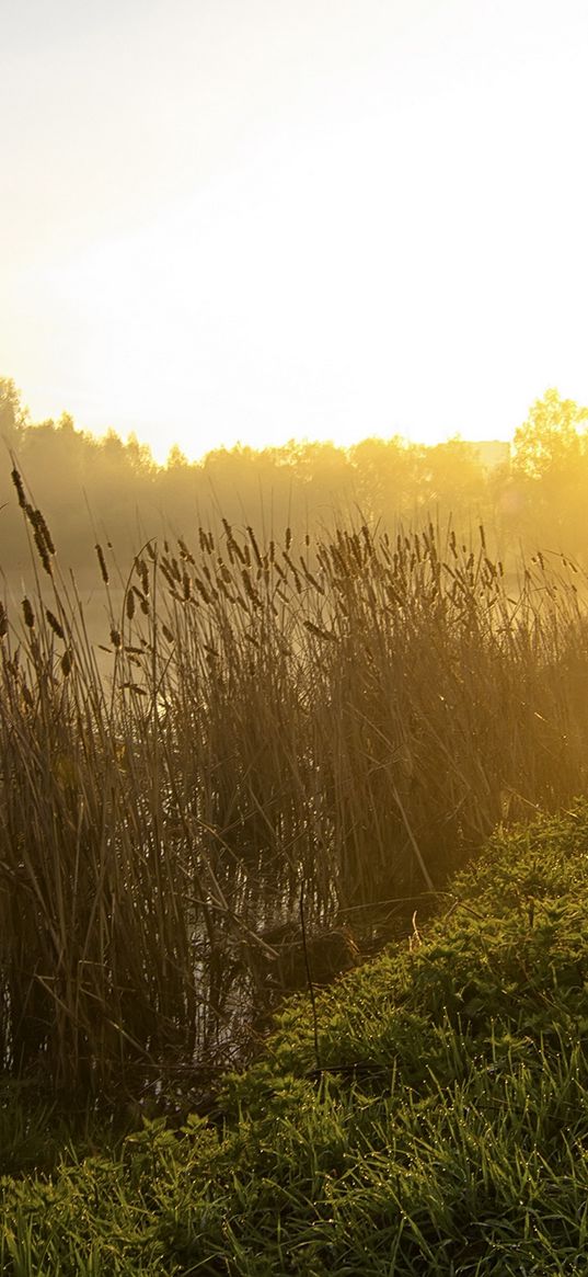 canes, lake, morning, dawn, fog, tree