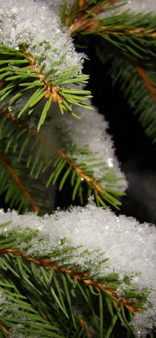 branch, fur-tree, snow, winter