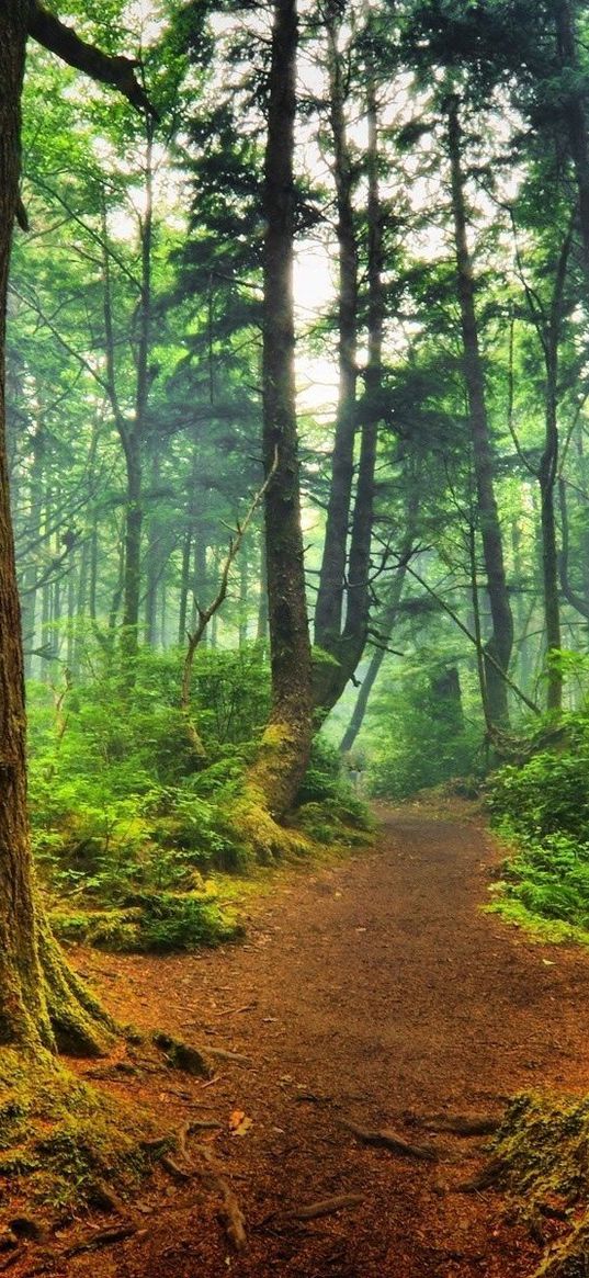 track, trees, wood, landscape, freshness