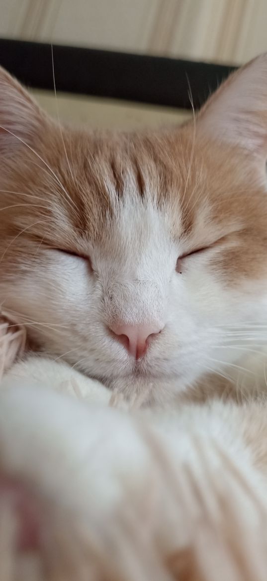 sleep, cat, nose