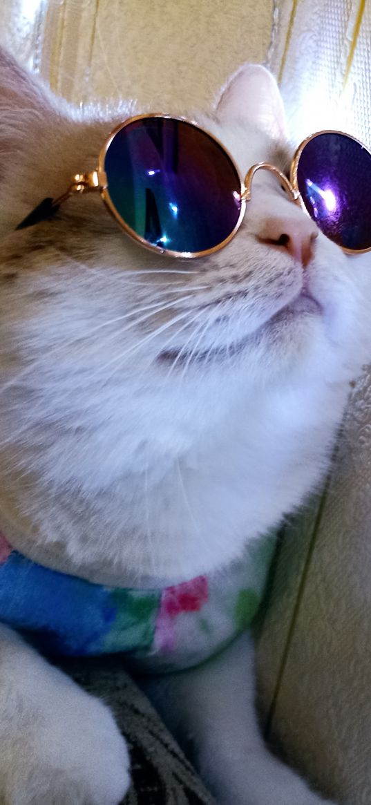 glasses, cat, leps, cutie