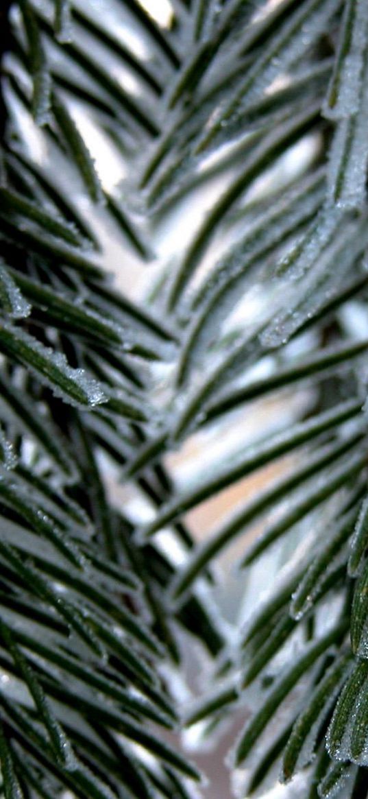 branch, fur-tree, snow, winter, needles