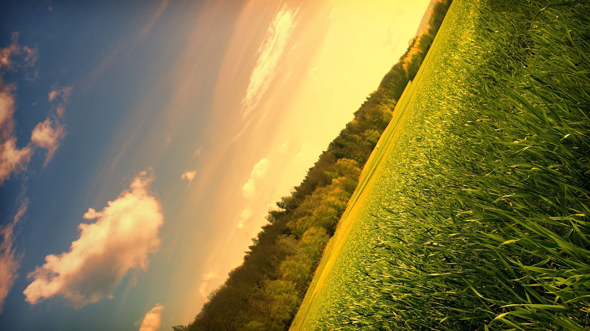 field, meadow, trees, sky, corner