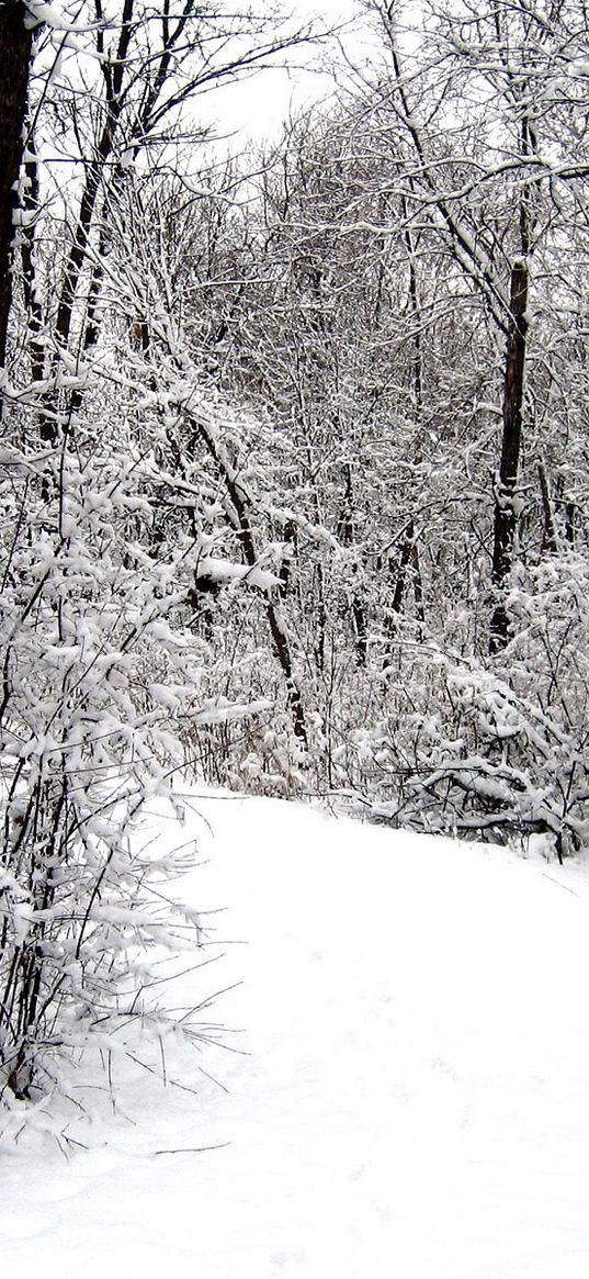 road, wood, snow, winter