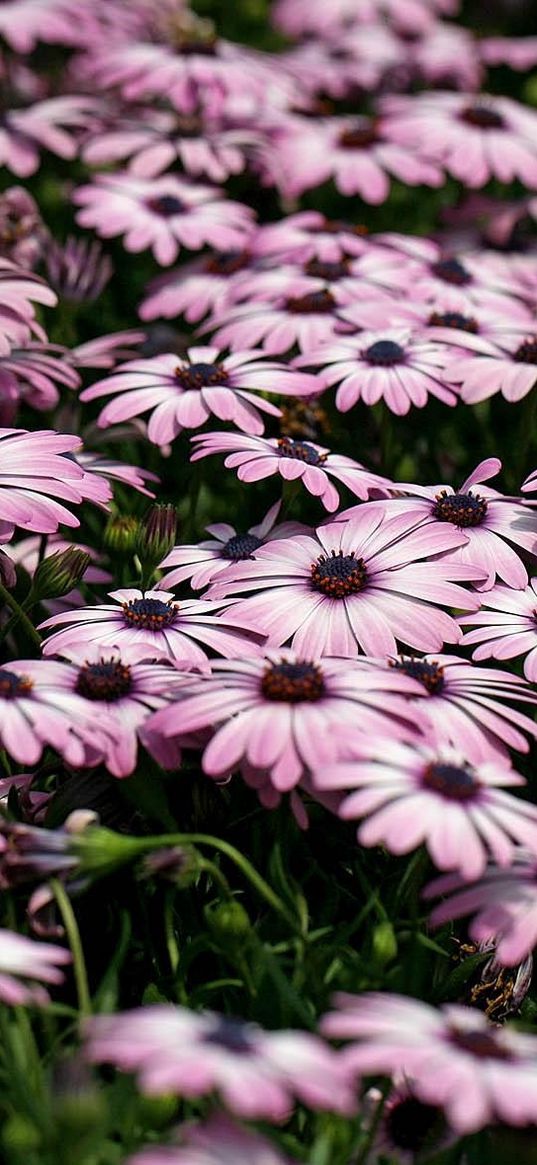 dimorfoteka, flower, flowerbed, light, green, blur