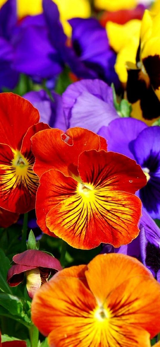 pansies, flowers, bright, colorful