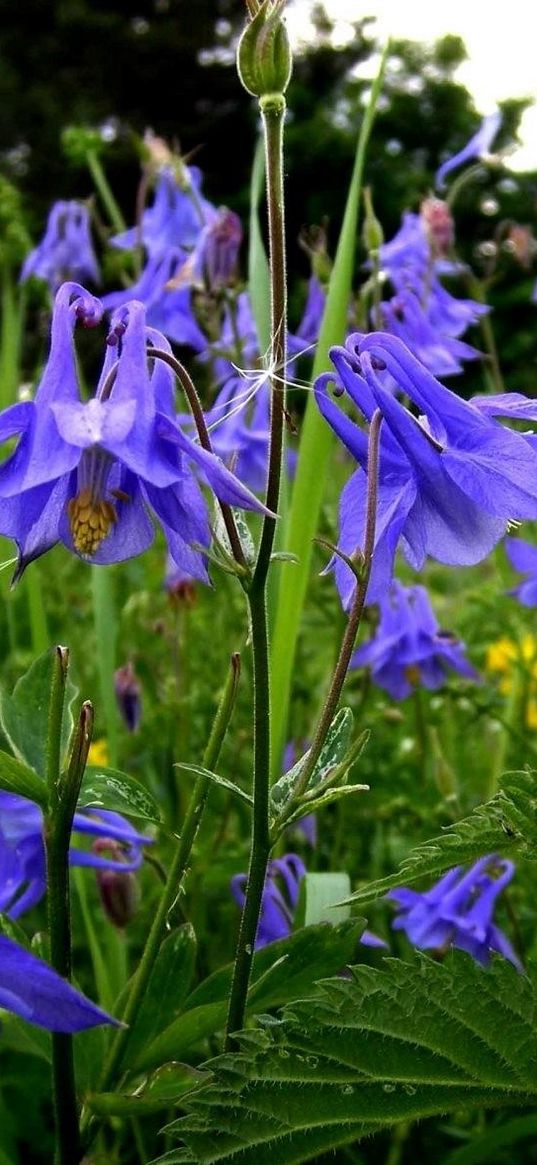 aquilegia, flowers, fields, green, summer