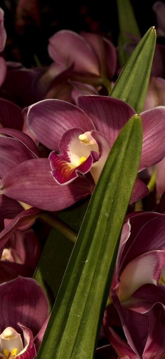 orchids, flowers, lots, leaves, close-up