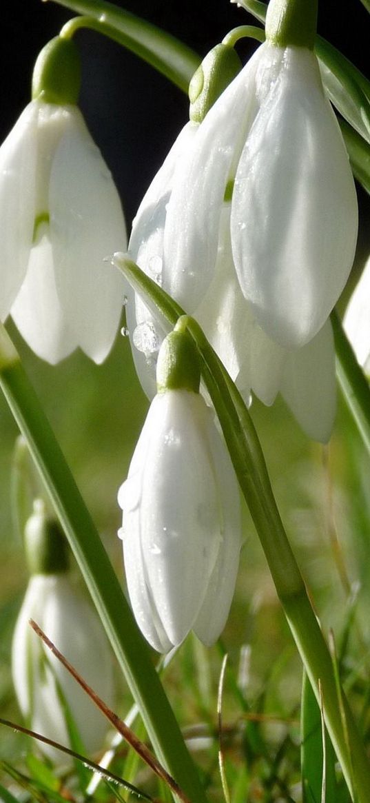 snowdrops, flowers, grass, drops, dew, spring