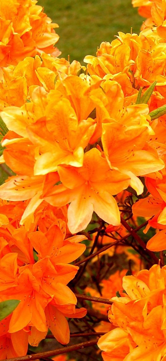 azalea, flowering, orange, bright