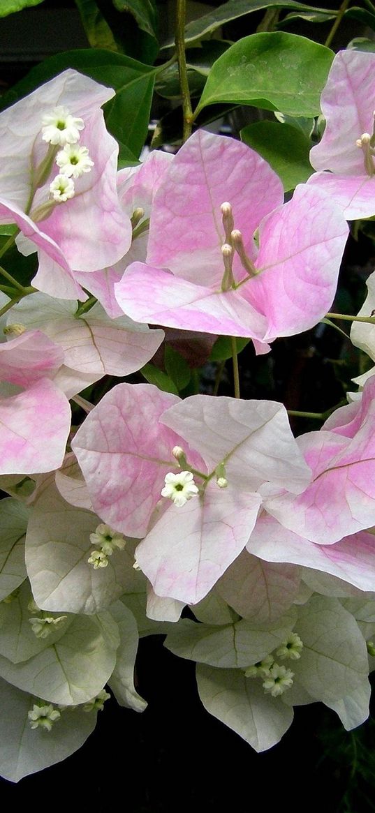 bougainvillaea, flowering, green, close-up