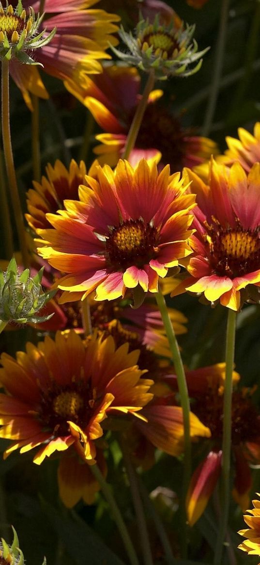 gaylardiya, flowers, herbs, close-up, sunny