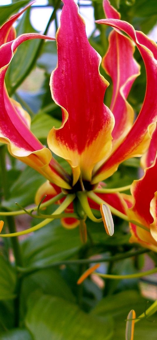 gloriosa, flower, licentious, stamens, close-up