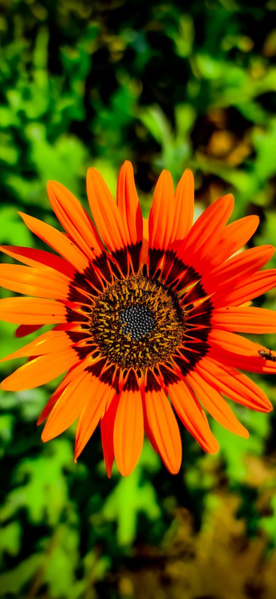 flower, orange, greenery, insect, nature