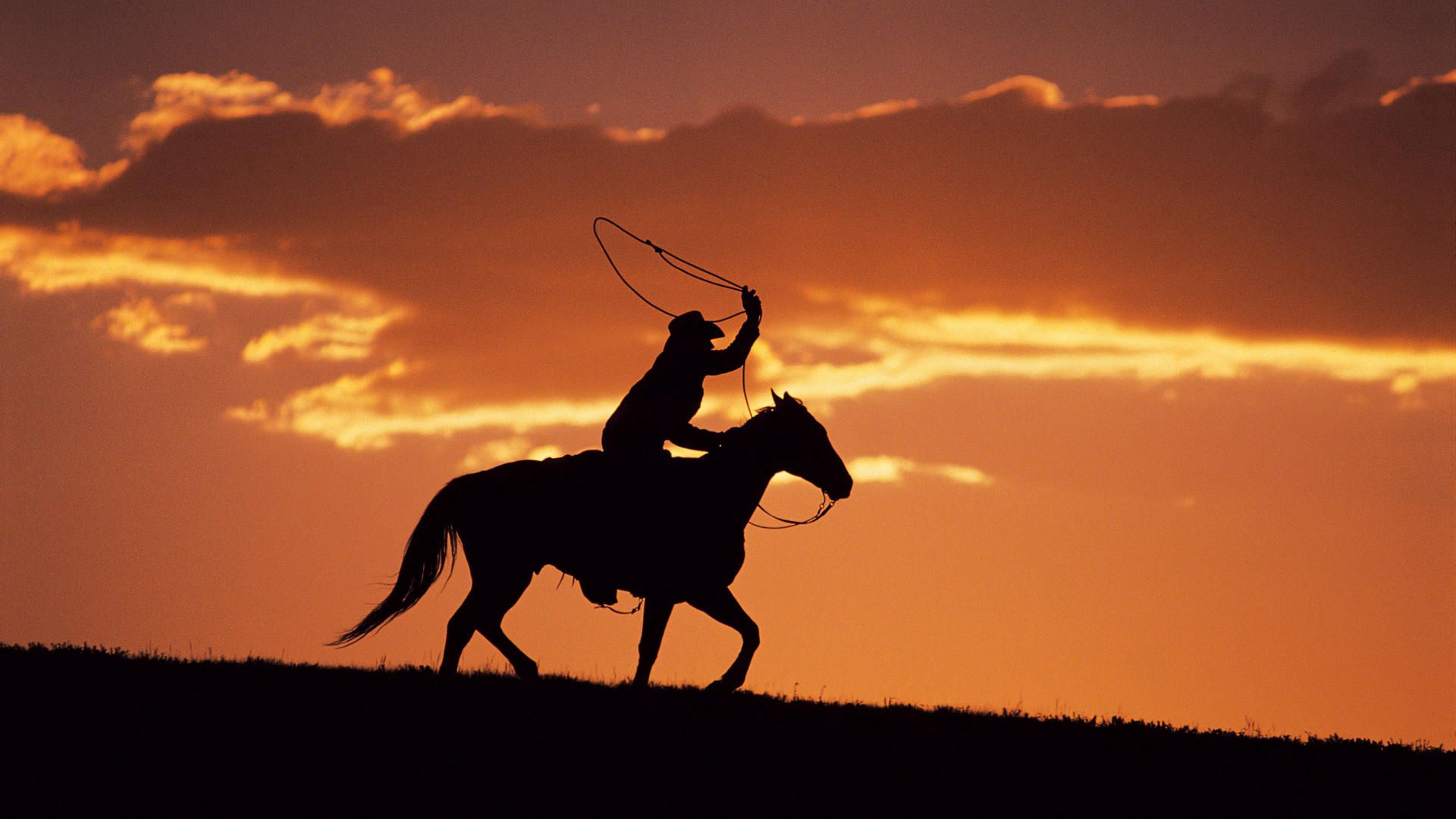 silhouette, evening, equestrian, horse, decline